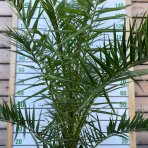 Datľovník kanársky (Phoenix canariensis) - výška 120-140 cm, kont. C10L (-6°C) 